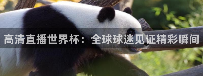 女足世界杯直播在线观看免费高清:高清直播世界杯:全球球迷见证精彩瞬间